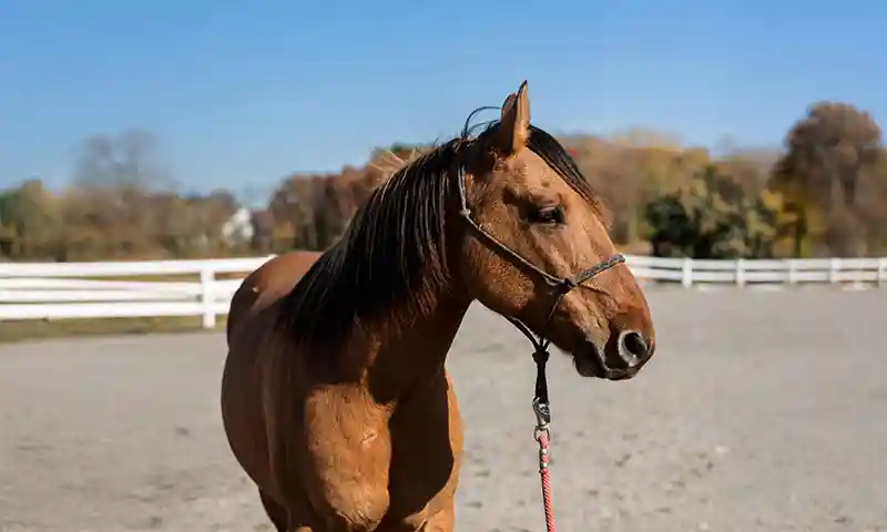 Coggins Testing Form