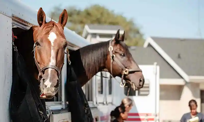 Horses in a trailer