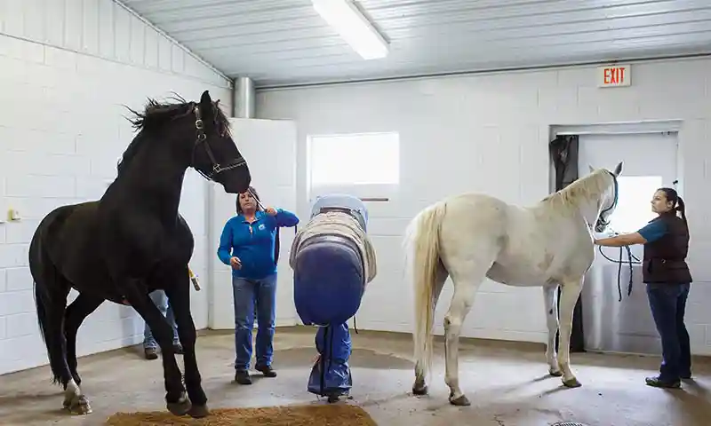 Frequently Asked Questions