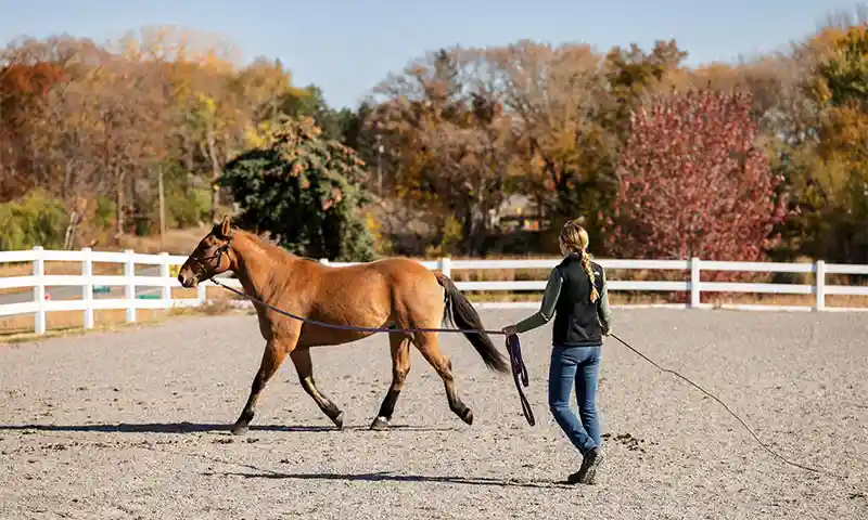 Health Certificate Request