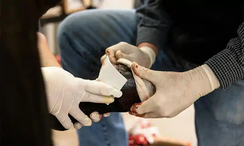 Hospital Admittance and Consent