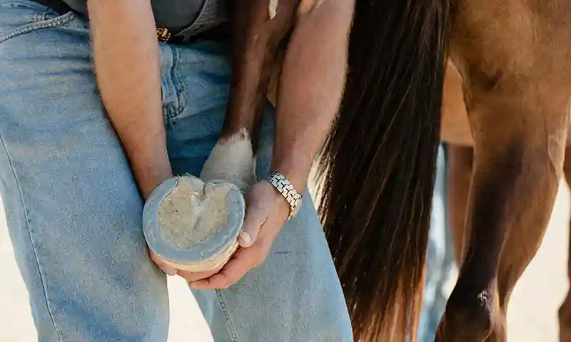 Checking a horse's hoof