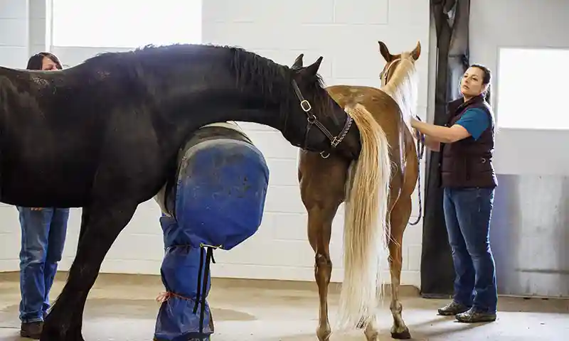 Mare Services Consent and Agreement