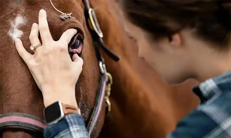 Pre-Purchase Exam: Seller