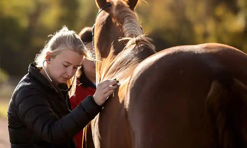 A horse being examined