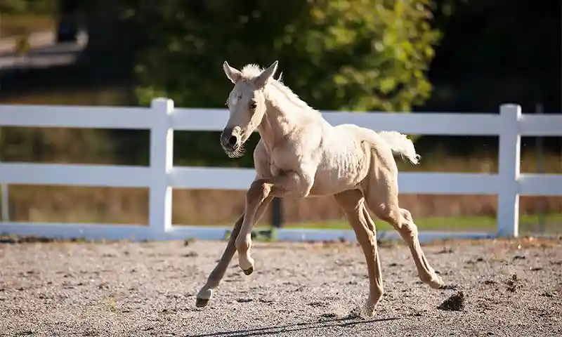 A running foal
