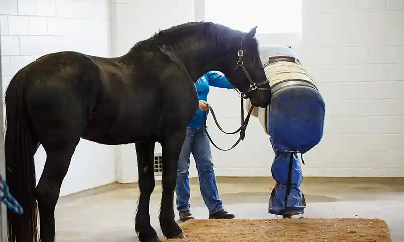 Stallion Services Consent and Agreement