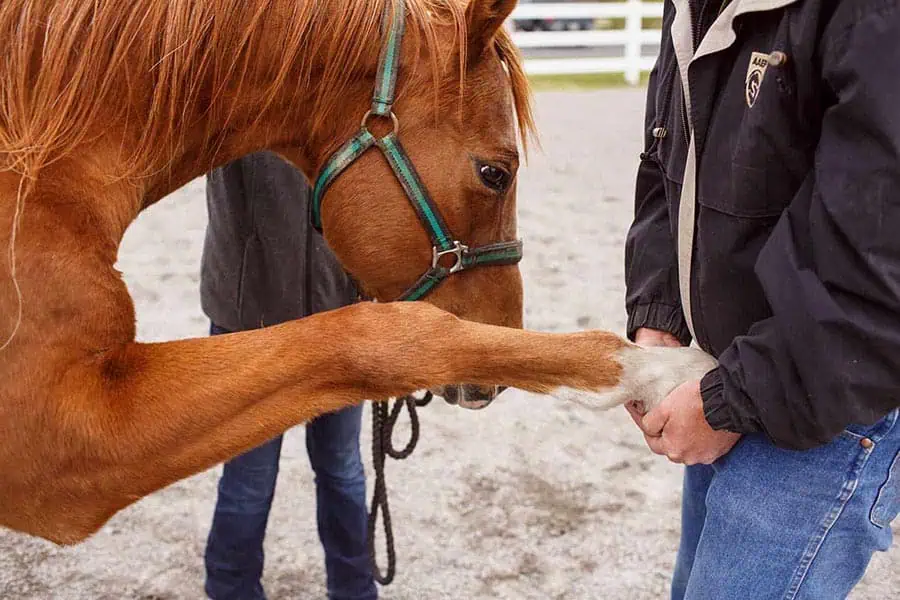 Equine veterinarian performing emergency veterinary care for a horse