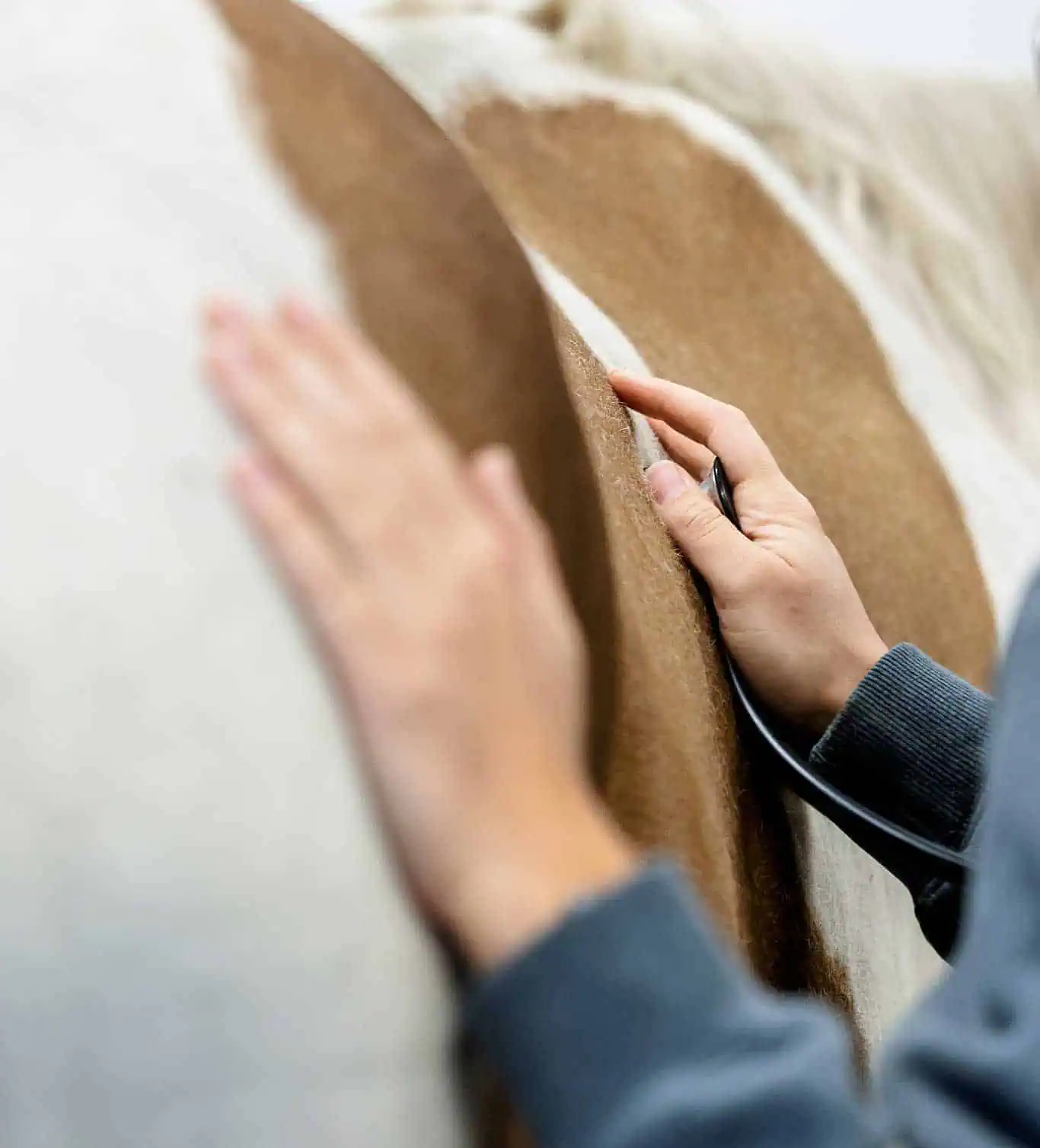 Anoka Equine veterinarian hand and stethescope on a horse's abdomen