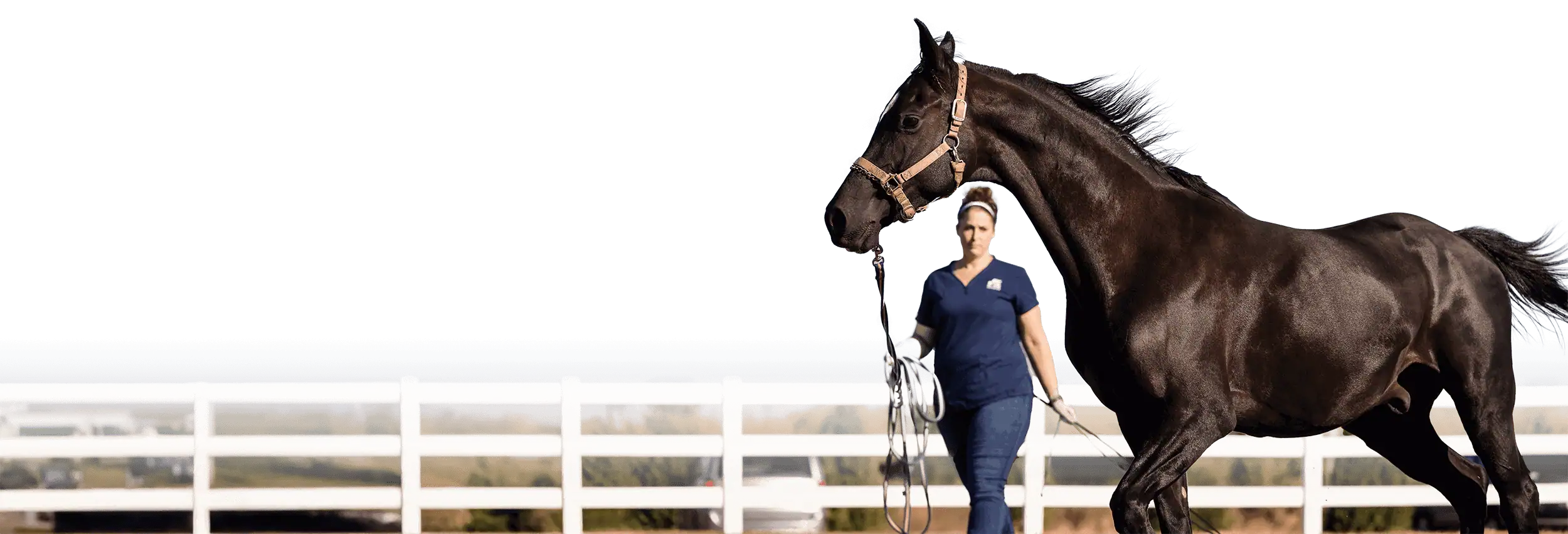 Anoka Equine veterinarian checking a horses gait
