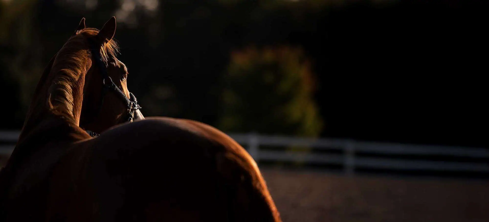 Chestnut horse standing in a field at golden hour
