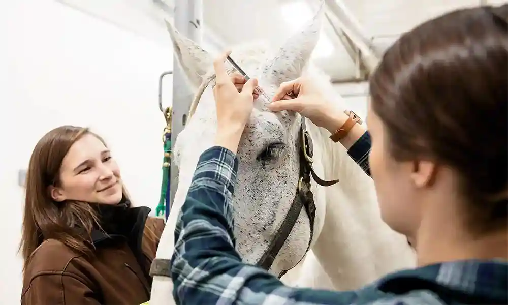A horse being given an eye exam