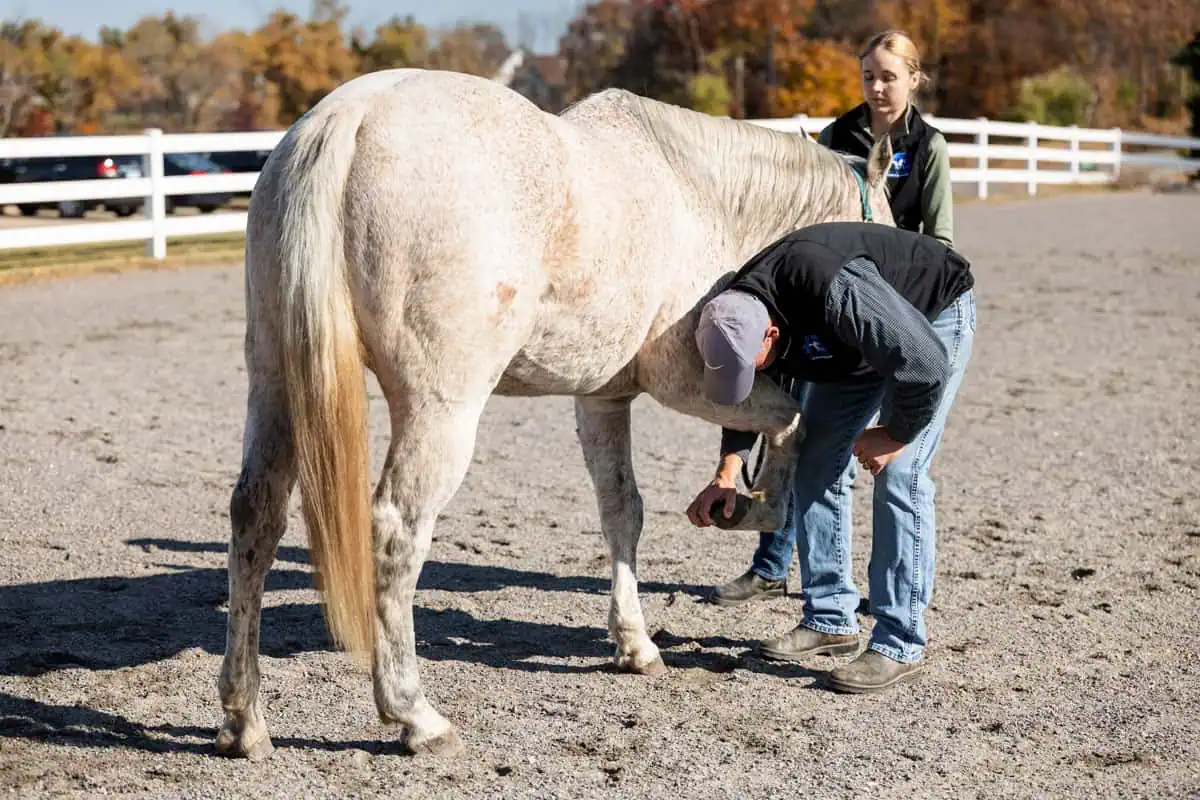 A horse's hooves being checked