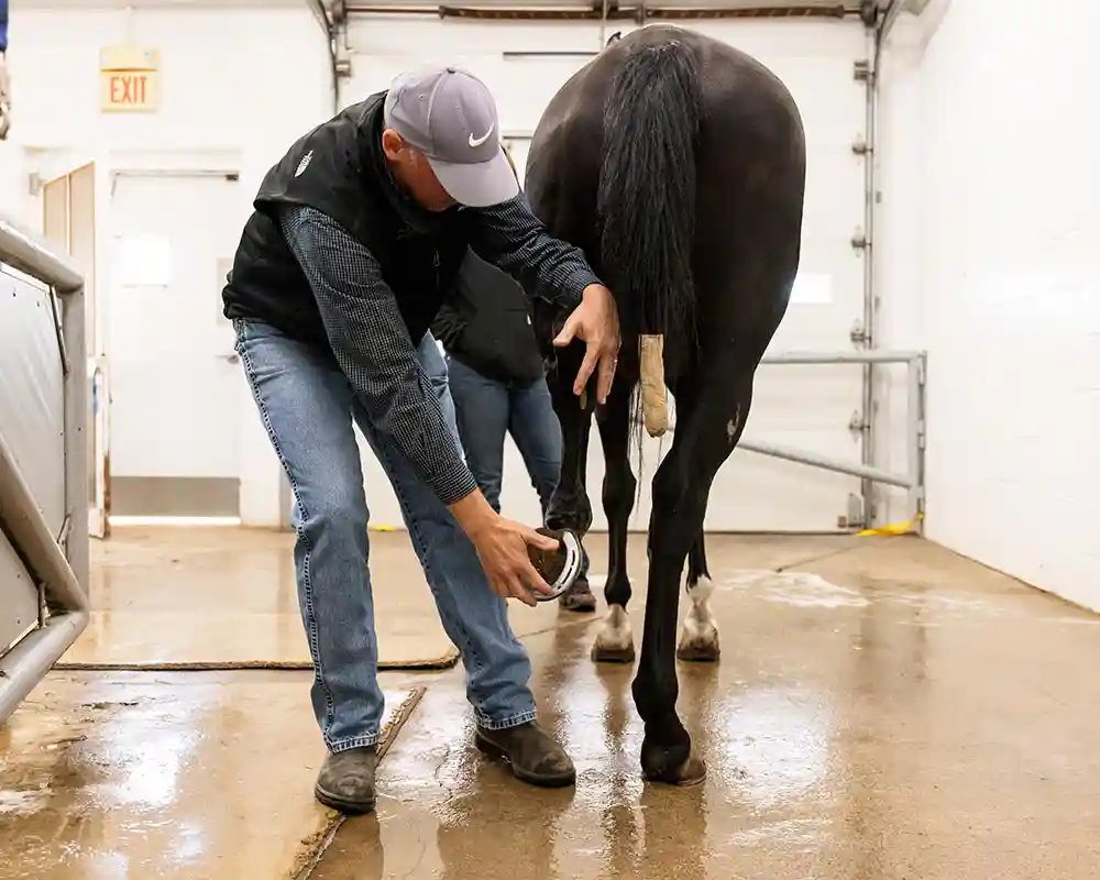 Checking a horse's legs