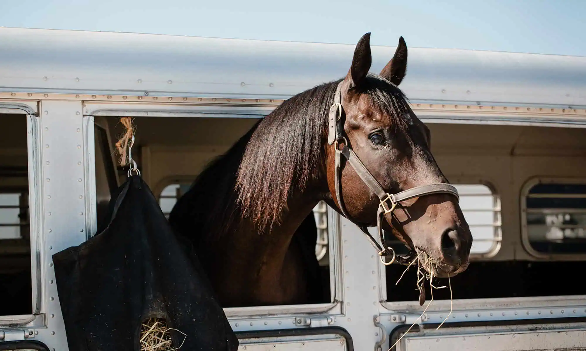 A horse in a trailer