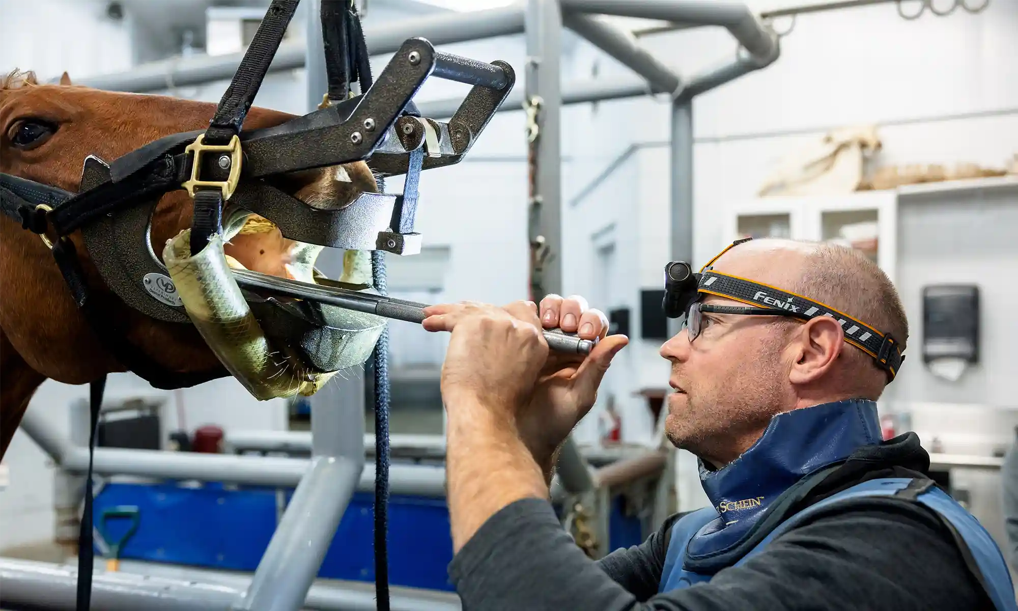 A dental checkup for an equine patient