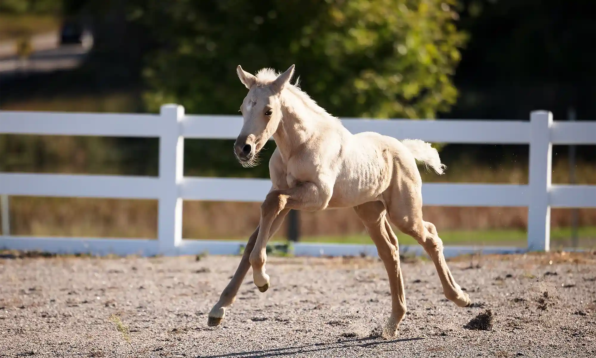 A foal running