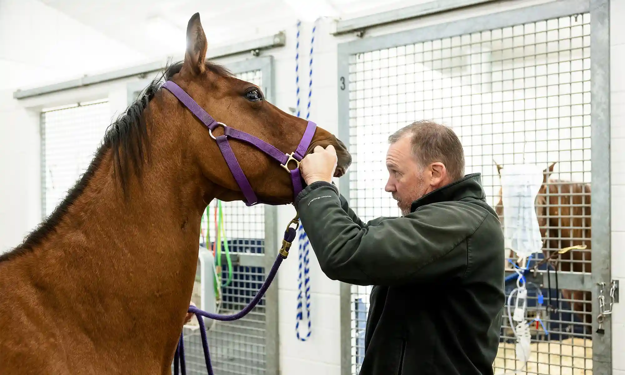 Checking a horse's teeth