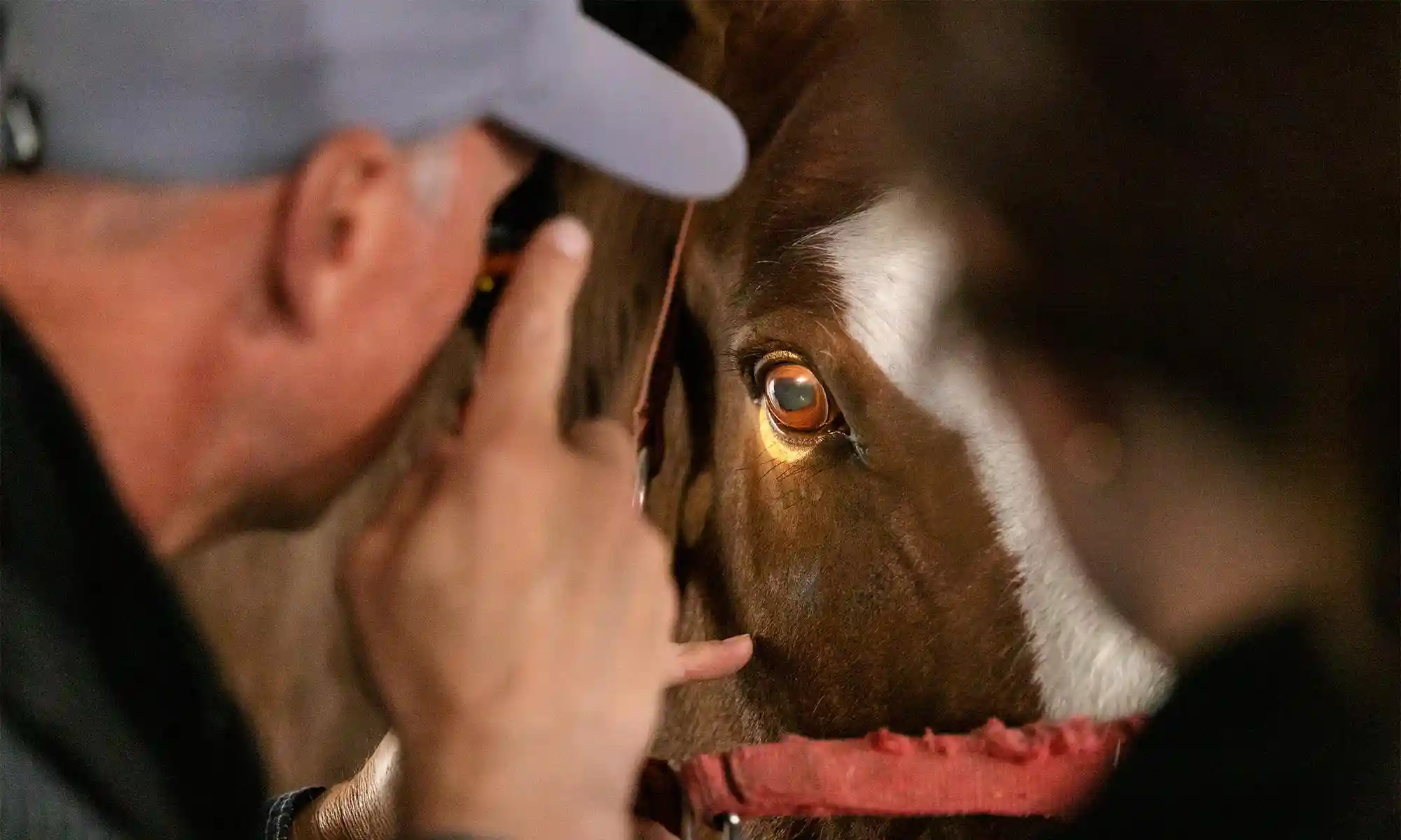 A horse being given medicine
