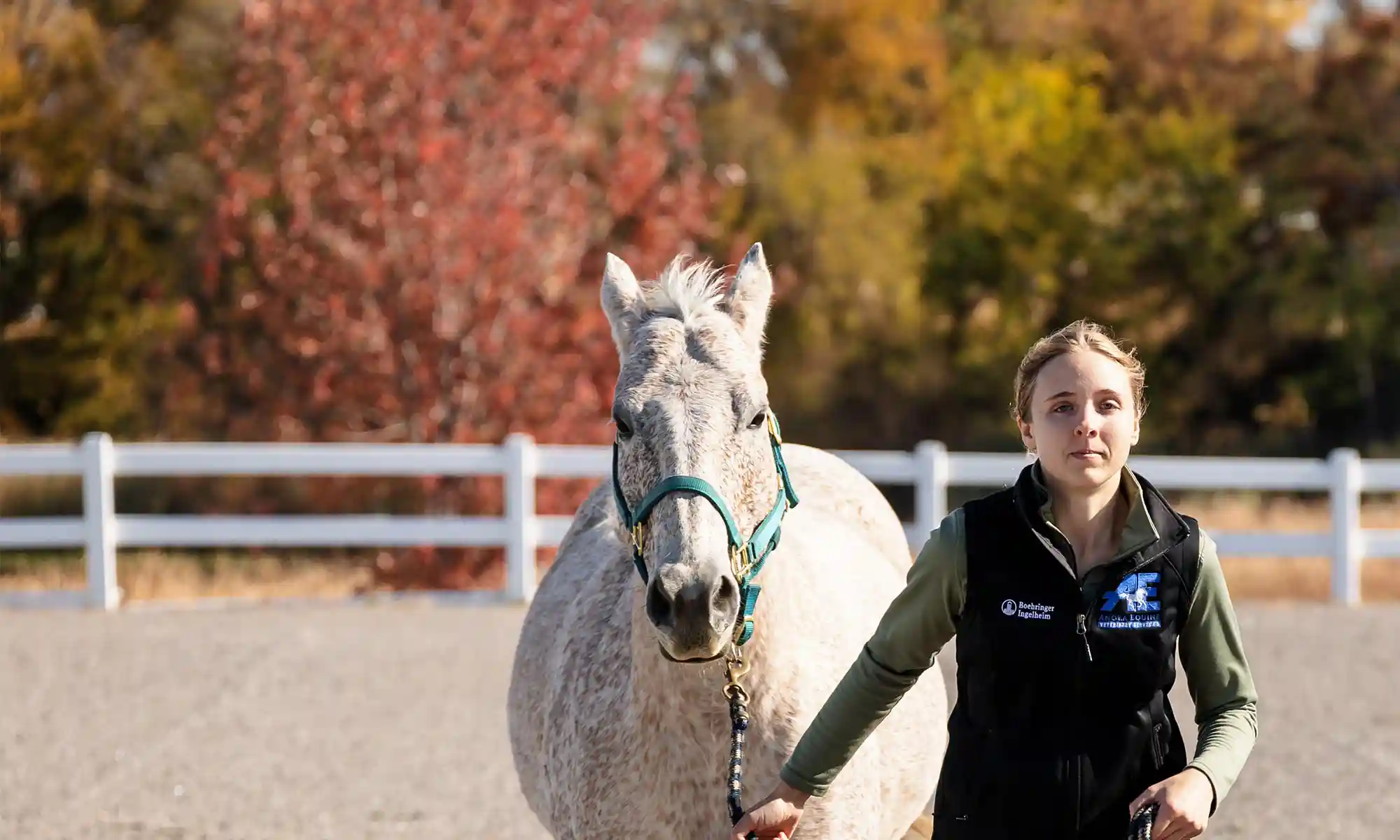 Our yard for running the horses